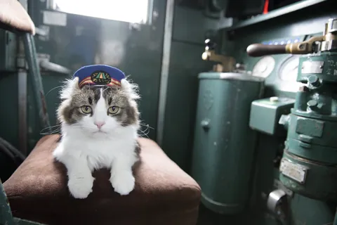 芦ノ牧温泉駅のねこ駅長 / 五十嵐健太