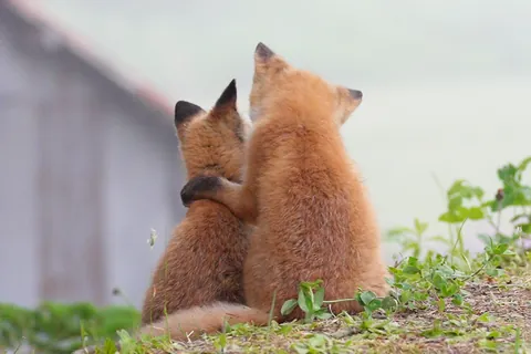 「もふ旅」北海道の野生動物 / 五十嵐健太