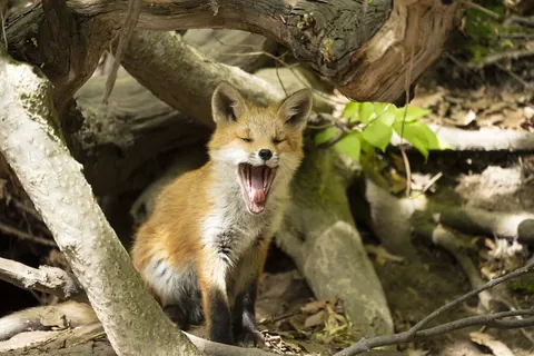 キタキツネ「あくび」