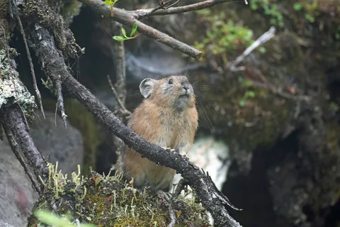 エゾナキウサギ ②
