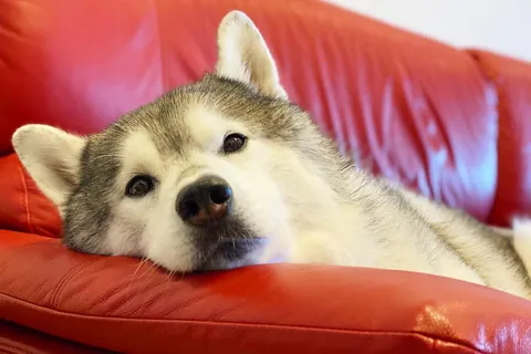 プピプピ文太②