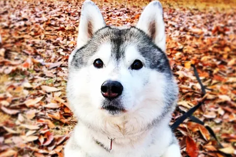 プピプピ文太⑤