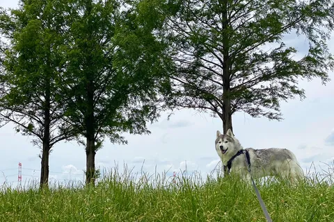プピプピ文太⑧
