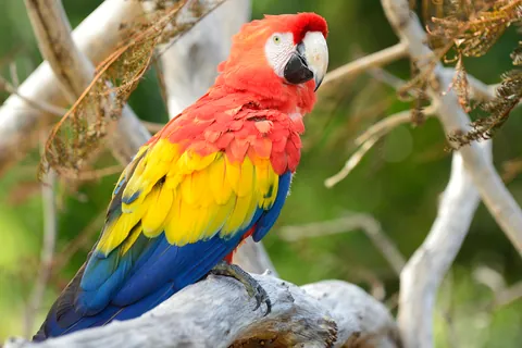 コンゴウインコ ②