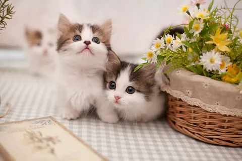 子猫 / 五十嵐健太