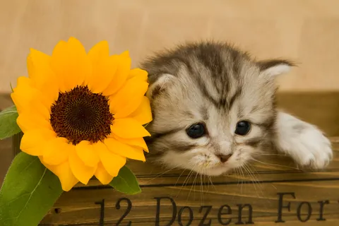 Munchkin-kitten ②