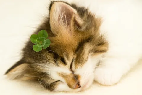 Munchkin-kitten ③