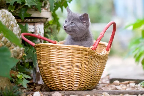 Karthuizer kitten ①