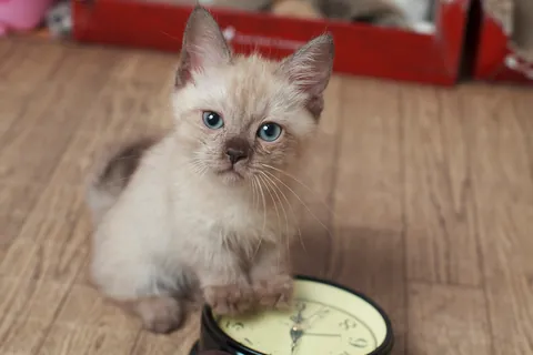 Munchkin-kitten ④
