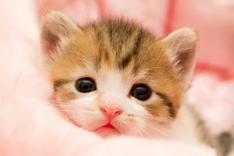 Munchkin-kitten ⑤