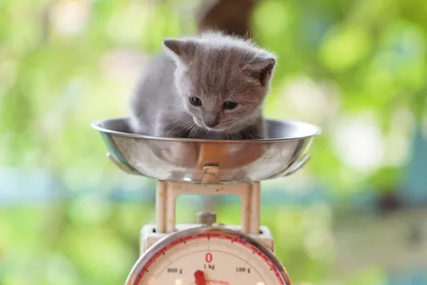 Karthuizer kitten ②