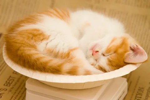 Munchkin-kitten ⑥
