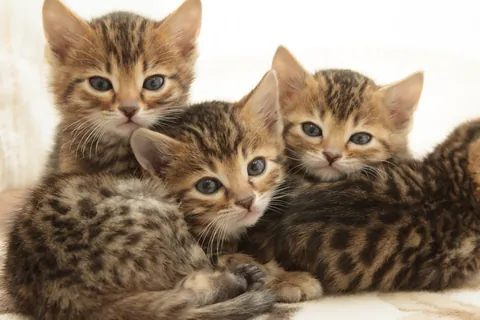 Bengaalse kitten