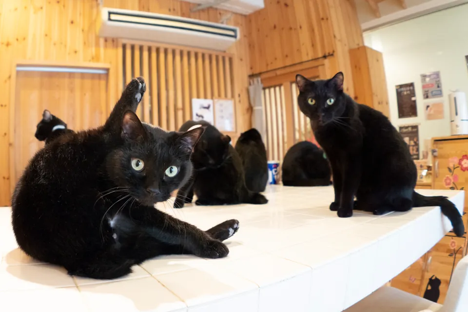 黒猫 保護猫カフェ ねこびやか編 / 五十嵐健太