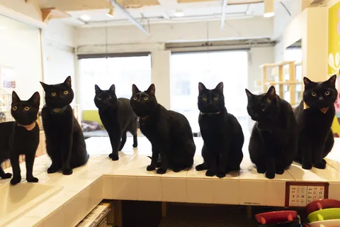 黒猫 ②