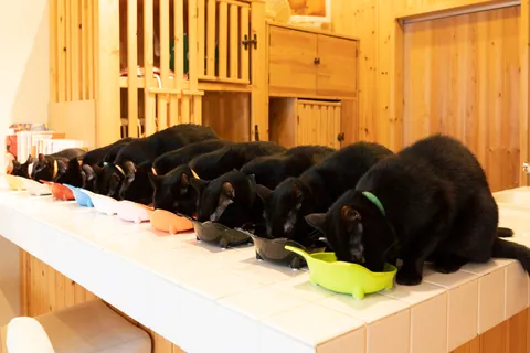 黒猫 ③