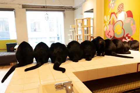 黒猫 ④