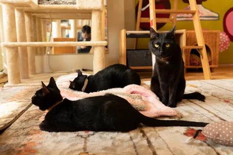 黒猫 ⑤