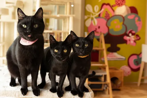 黒猫 ⑥