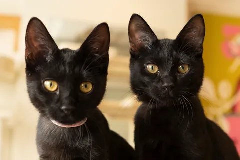 黒猫 ⑧