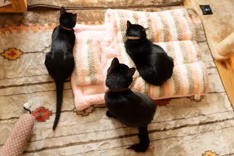黒猫 ⑨