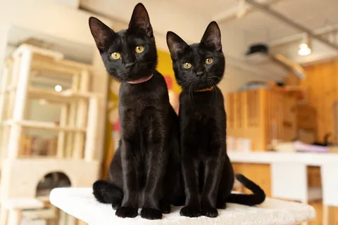 黒猫 ⑩