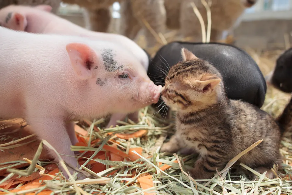 Chats et amis, ferme Suetoshi Kenta Igarashi