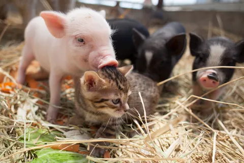 Porcelet et chaton ②