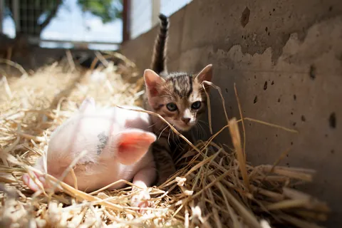 Porcelet et chaton ③