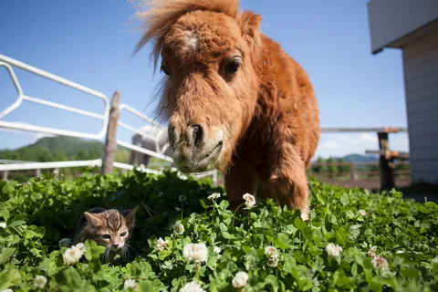 Cheval miniature et chaton ①