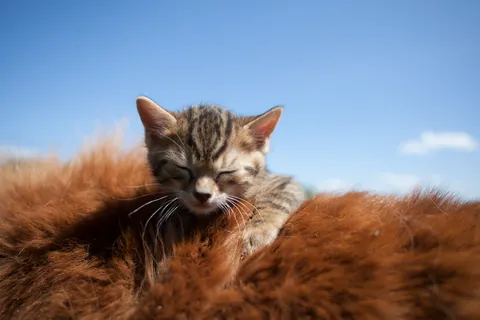 Cheval miniature et chaton ②