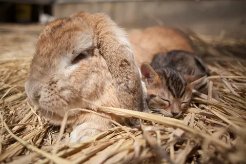 Lapin et chaton