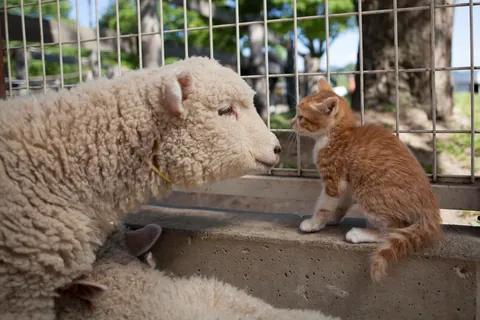 Mouton et chaton ①