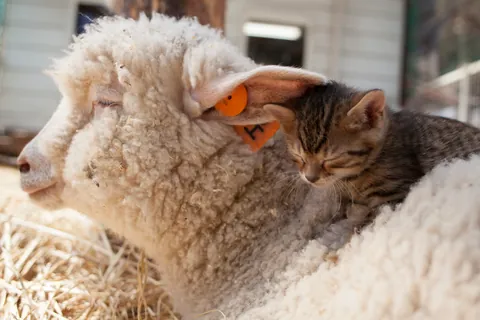 Mouton et chaton ②