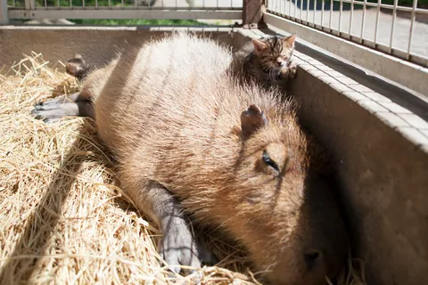 Capybara et chaton ①