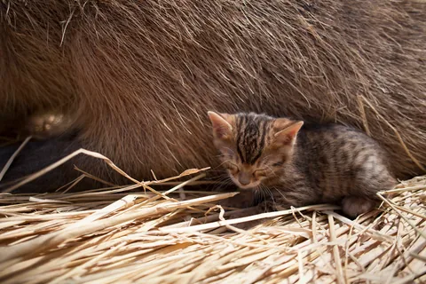 Capybara et chaton ②