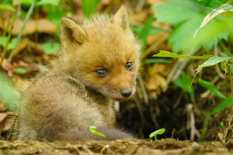 キツネ