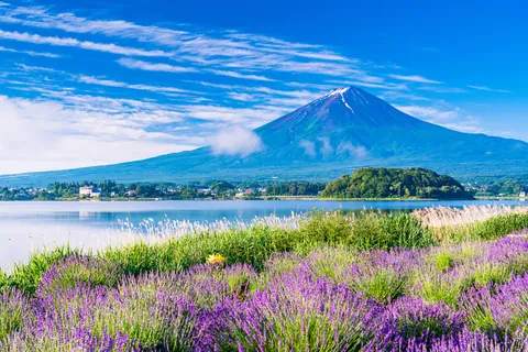 Lavendelveld in het Oishi-park, Yamanashi