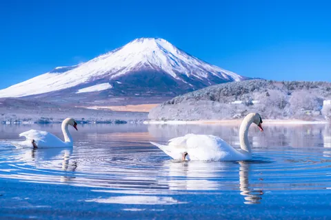 Zwanen op het Yamanaka-meer, Yamanashi