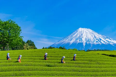 Theeplantage, Shizuoka