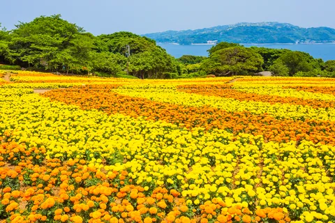万寿菊