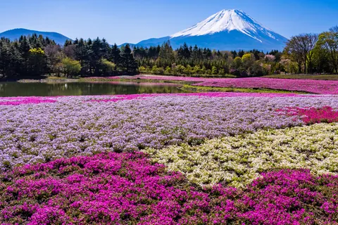 芝樱
