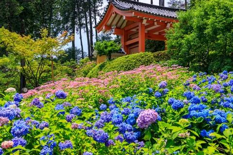 绣球花
