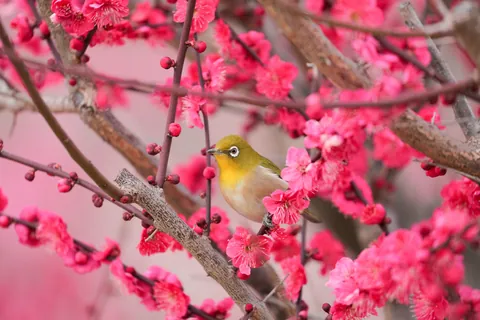 Pruimenbloesem en Japanse brilvogel
