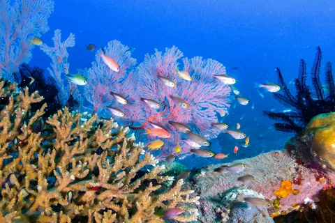 Peces de colores del mar tropical