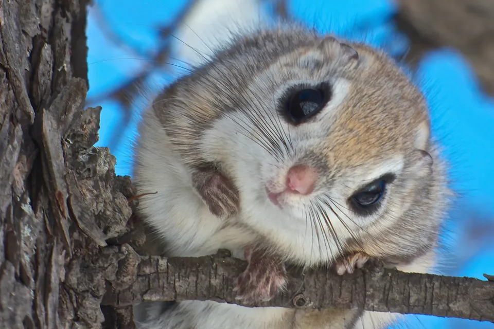 Kleine dieren