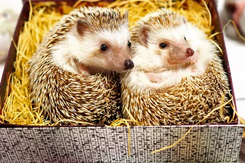 Egels