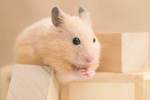Kinkuma-hamster