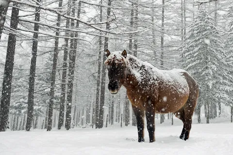 Лошадь зимой на Хоккайдо