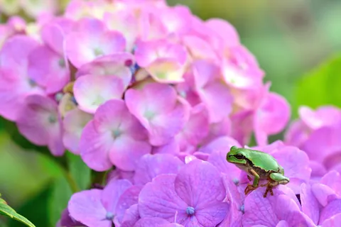 花と生き物